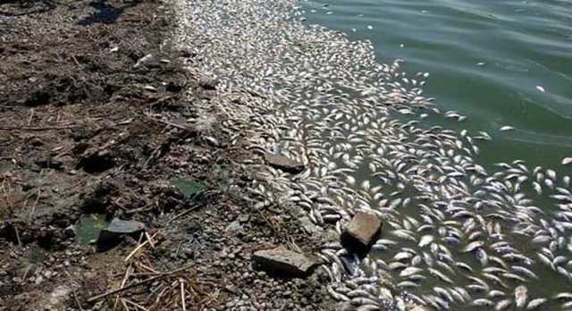 На Днепропетровщине массовый мор рыбы