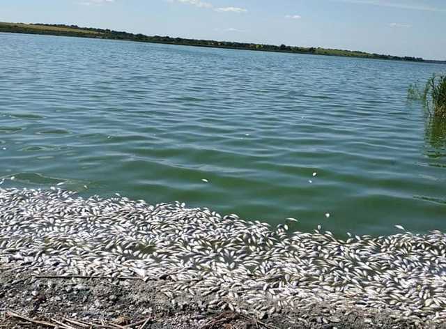 Под Кривым Рогом берега реки усыпаны мертвой рыбой: в соцсетях появились шокирующие фото