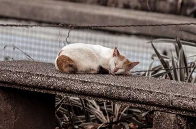 Клиника, приют и отель: в Киеве строят многофункциональный Центр защиты животных