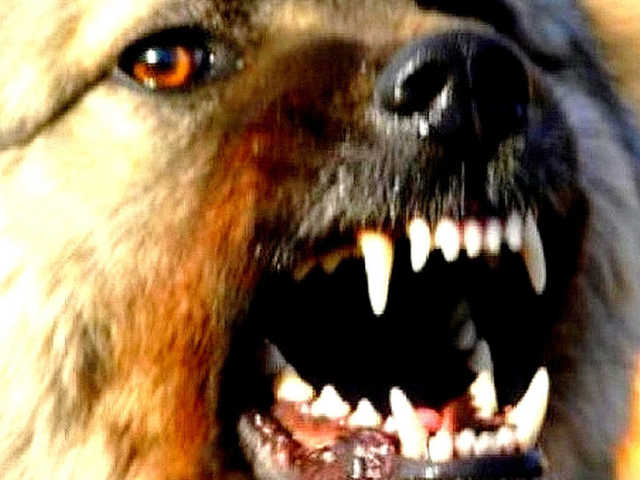 Бездомная собака покусала шесть человек в Харькове