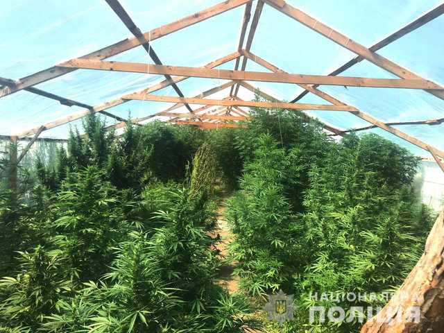 В Николаевской области полиция ликвидировала плантацию конопли на 8 млн гривен