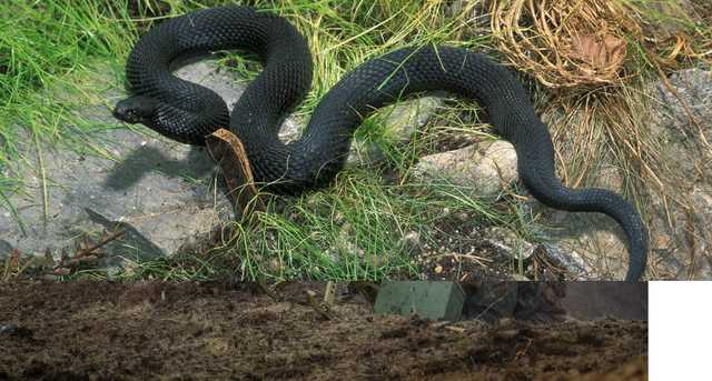 В Херсонской области 12-летнюю девочку укусила гадюка