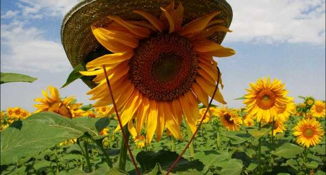 Припечет очень сильно: в Гидрометцентре шокировали прогнозом на неделю