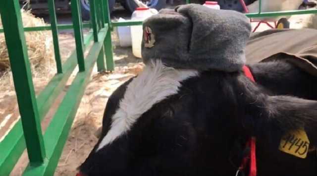 "Бездонный идиотизм": в России коров нарядили советскими солдатами