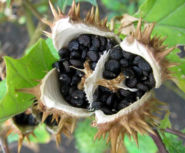 В Николаеве дети наелись дурмана в парке. 13-летняя девочка госпитализирована