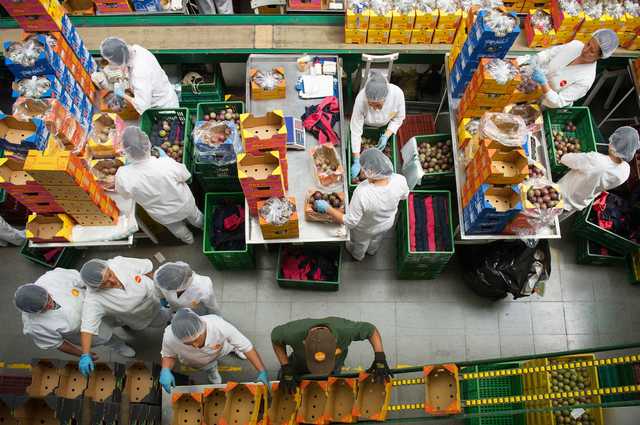 В Евросоюзе запретили импорт фруктов и овощей из Украины