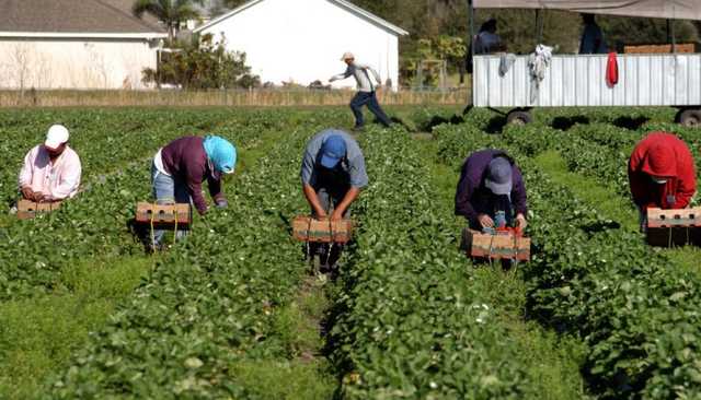 Названы самые популярные страны для сезонной работы украинцев