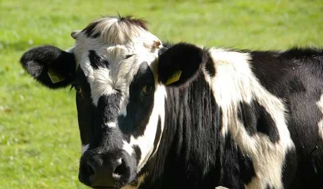 Депутат партии Порошенко перехватил у Ляшко инициативу помощи коровам