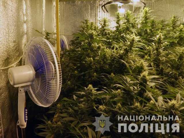 В ночном клубе под Днепром обнаружили более 400 кустов конопли