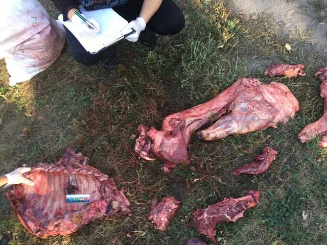 На Сумщине на «горячем» задержали браконьеров с тушей кабана