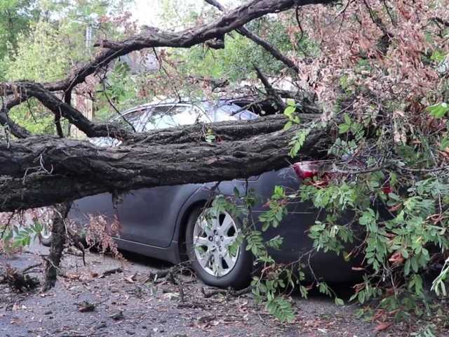 В Днепре ветка упала на Toyota и перекрыла дорогу