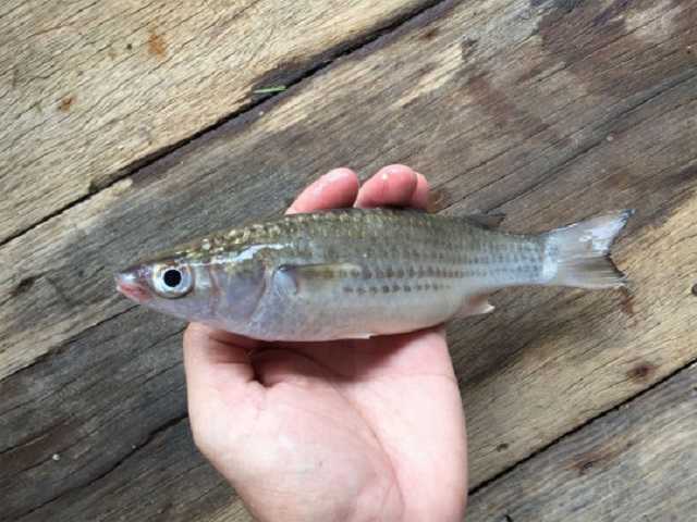 Под прикрытием пограничников: вблизи Одессы браконьеры напали на сотрудников национального парка