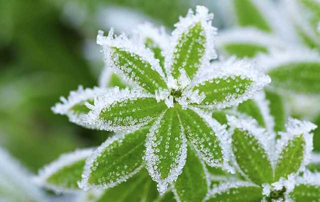 Спасатели предупреждает о заморозках в Украине ночью на понедельник