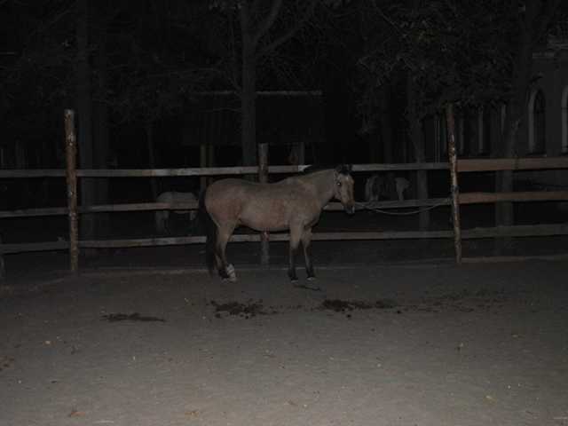 В николаевском яхтклубе загорелась конюшня с семью лошадьми
