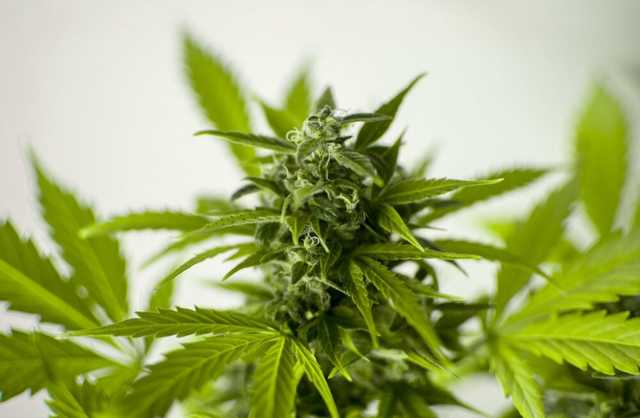 У Рівненській області викладач правознавства продавав марихуану, яку він вирощував вдома