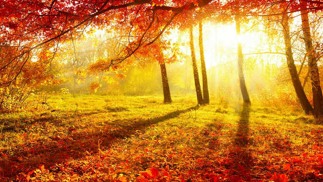 Еще два "бабьих лета": синоптик пообещал существенное потепление в Украине