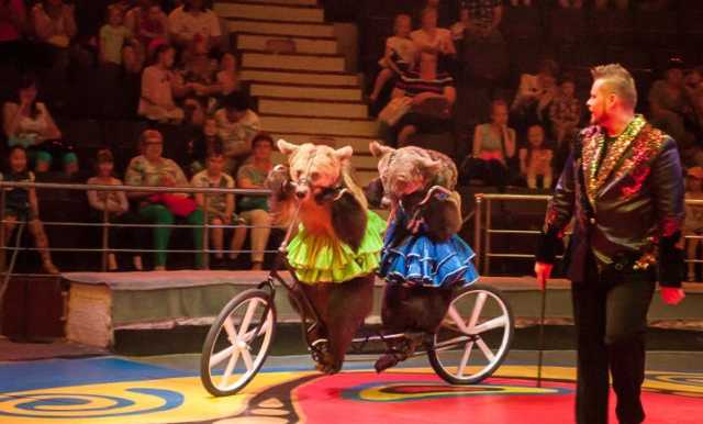 Львовский горсовет хочет запретить эксплуатацию животных в цирках