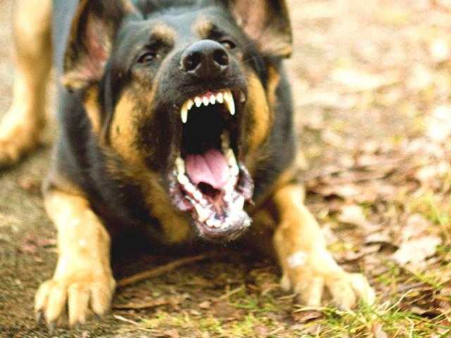 В Полтаве после нападения стаи собак умерла молодая женщина