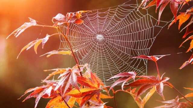 Настоящее бабье лето: синоптик рассказала, какой будет погода на Покров