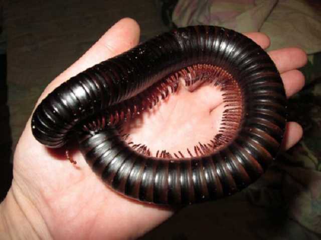 Грызут даже бетон: Кирилловку атаковали полчища черных червей