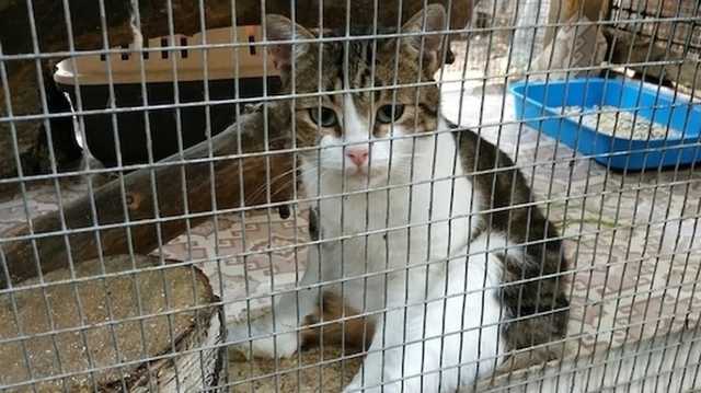 В России кот-наркокурьер сбежал до суда и развалил уголовное дело