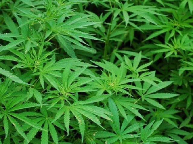 Торопиться не надо: в "Слуге народа" прокомментировали легализацию в Украине медицинского каннабиса