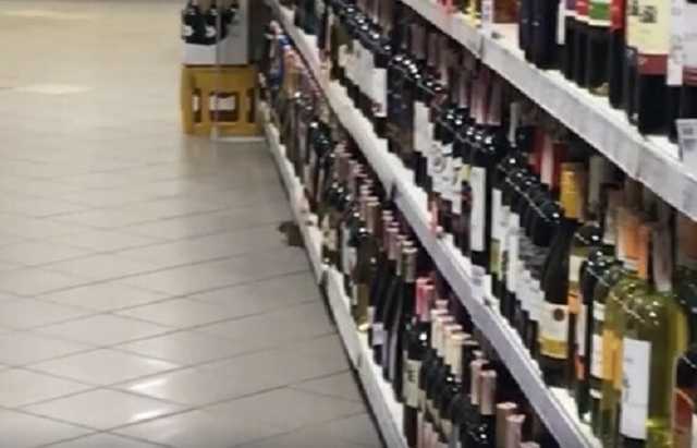 "Живет целая семья!" В известном супермаркете Киева засекли гигантских крыс