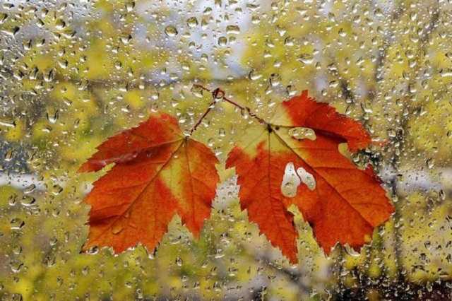 До +21 и мокро: синоптики предупредили о резком изменении погоды в Украине