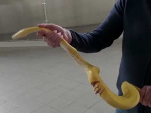 На Львовщине таможенники обнаружили холодильник 13 живыми питонами