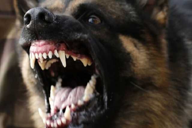 Под Харьковом домашняя собака загрызла хозяйку: подробности трагедии