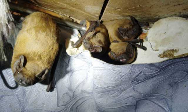 На балконе у киевлянина на зимовку устроилась целая колония летучих мышей