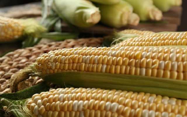 Украина увеличила экспорт агропродукции