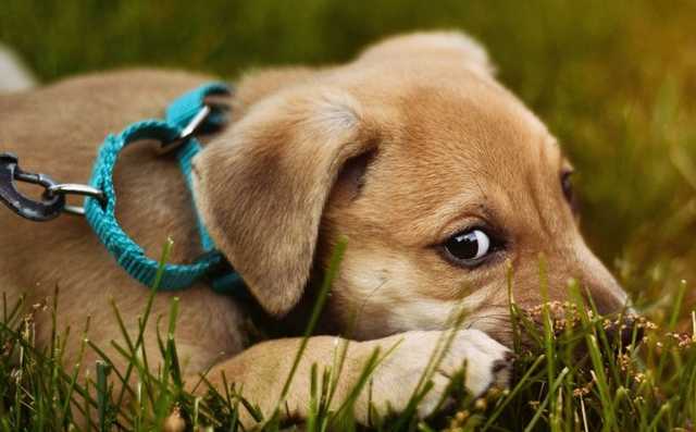 Директор госархива Хмельницкой области устроил расправу над собакой