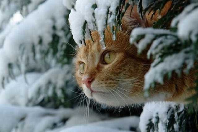 "Жаркая" зима-2020 в Украине: синоптики дали неожиданный прогноз