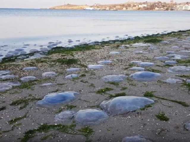 Побережье Азовского моря усеяли тысячи мертвых медуз