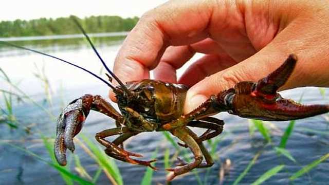 Суд оштрафовал директора Укртелекома за ночную ловлю раков без удостоверения