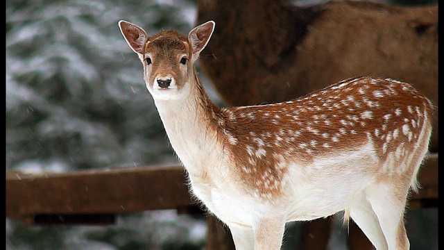 На Волыни неизвестные устроили бойню в лесничестве: убиты семь ланей
