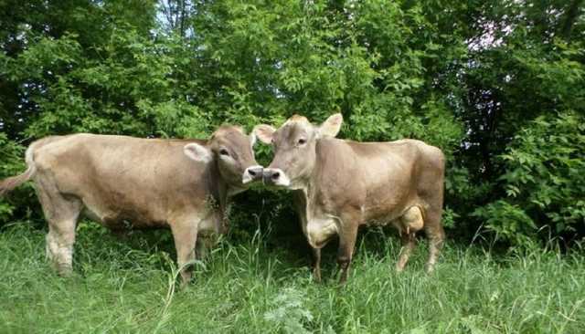 Алексей Кущ: “Открытие рынка земли приведет к уничтожению животноводства”