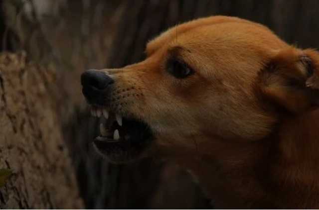 Харьковчанин натравил на парня с девушкой бойцовскую собаку: жесткое видео