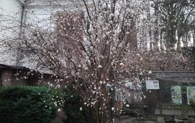 Во Львове от аномальной температуры расцвели деревья