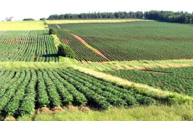 Як великі агрохолдинги «вбивають» села