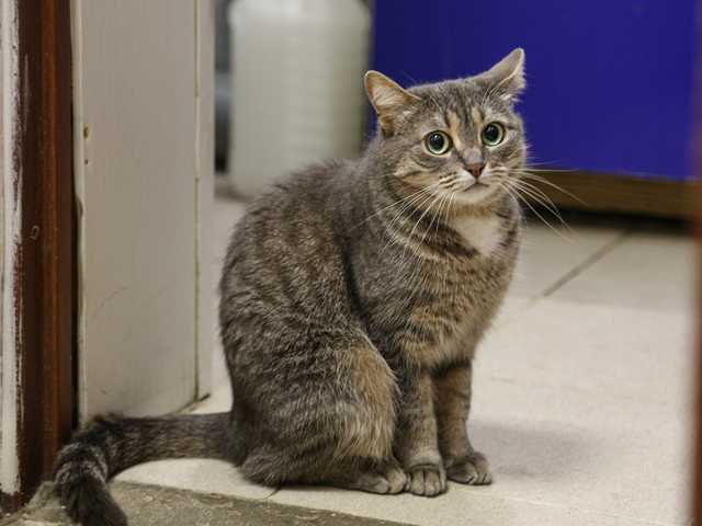 В Одессе неизвестный мужчина обокрал кота