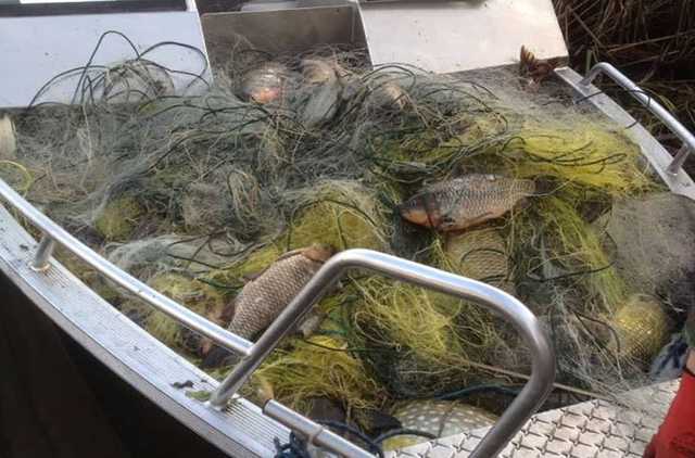 В Чернобыльском заповеднике нашли полные рыбы браконьерские сети