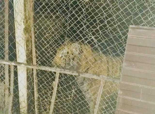 Хозяину обнаруженных в Киеве беспризорных тигров грозит до 3 лет тюрьмы