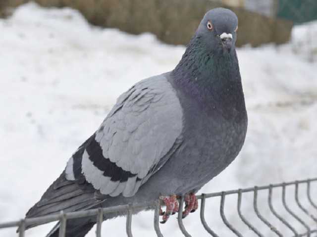 Сидел прямо на булке хлеба: в украинском супермаркете заметили необычного «гостя»