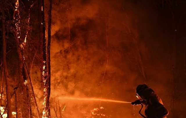 Гибнут сотни тысяч коал и кенгуру: Австралию охватили масштабные пожары