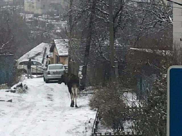 На улицах Киева заметили лося
