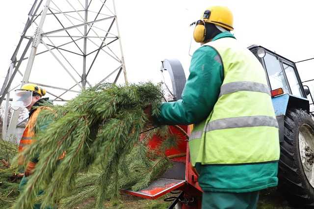 У Києві пункти збору ялинок для переробки працюватимуть до 1 лютого
