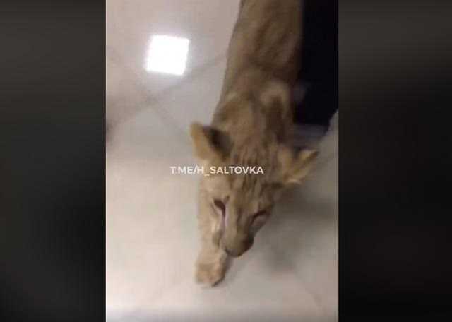 В Харькове из зоопарка сбежал лев