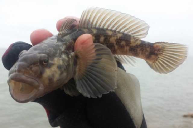 СБУ устроила налет на рыболовов в Николаевской области